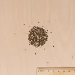 Potagères - Mesclun Doux - MEDIA_3D